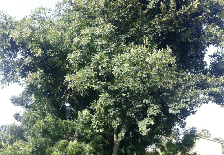 arbre de karité bio par nature