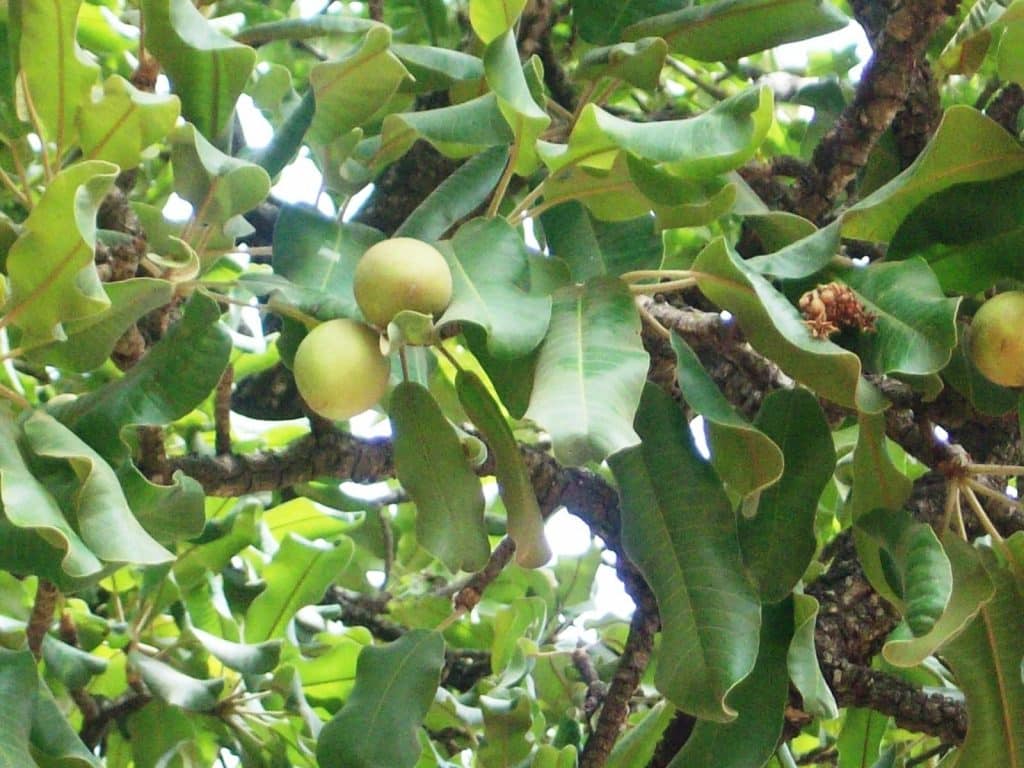 arbre et fruit de karité
